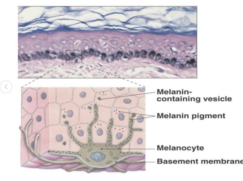 Skin pigmentation : Causes, methods of prevention and treatment | Top ...